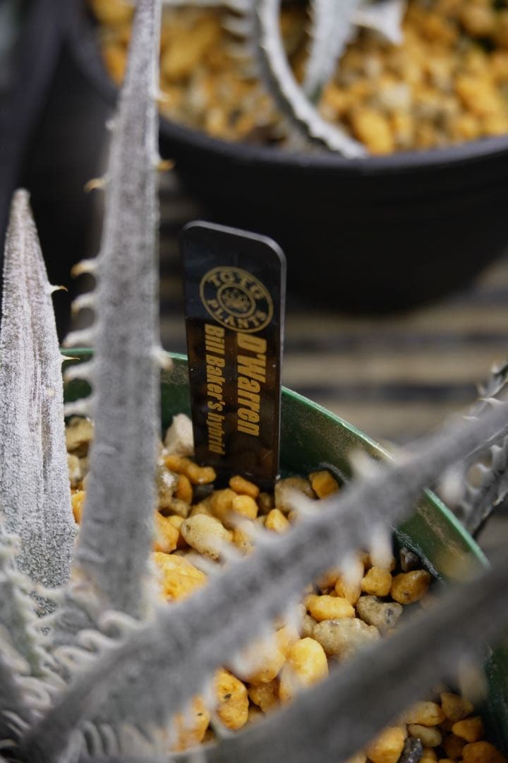 ディッキア ワレン Dyckia Warren Bill Baker