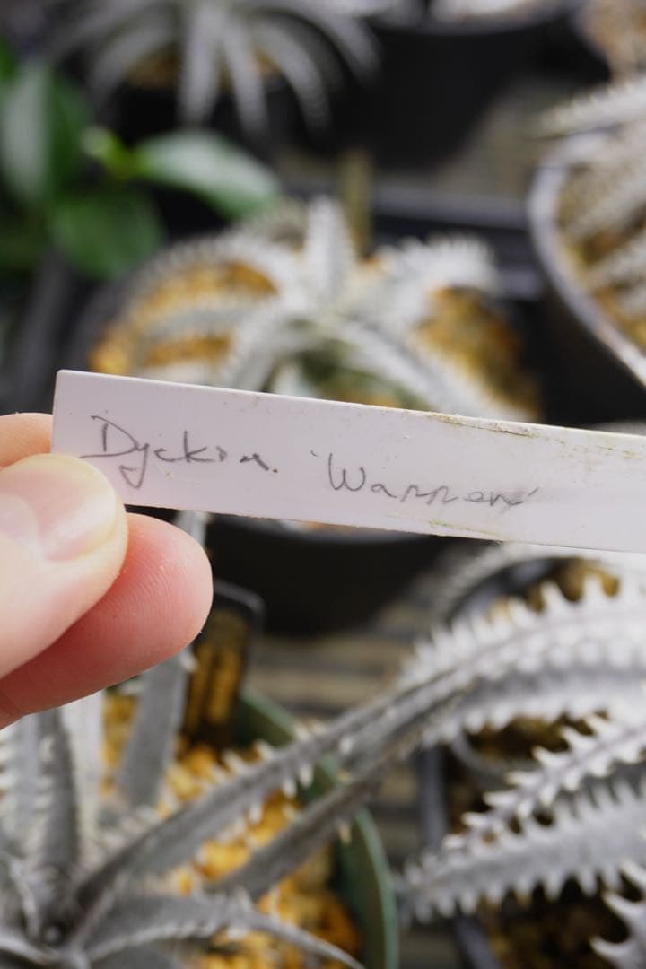 ディッキア ワレン Dyckia Warren Bill Baker