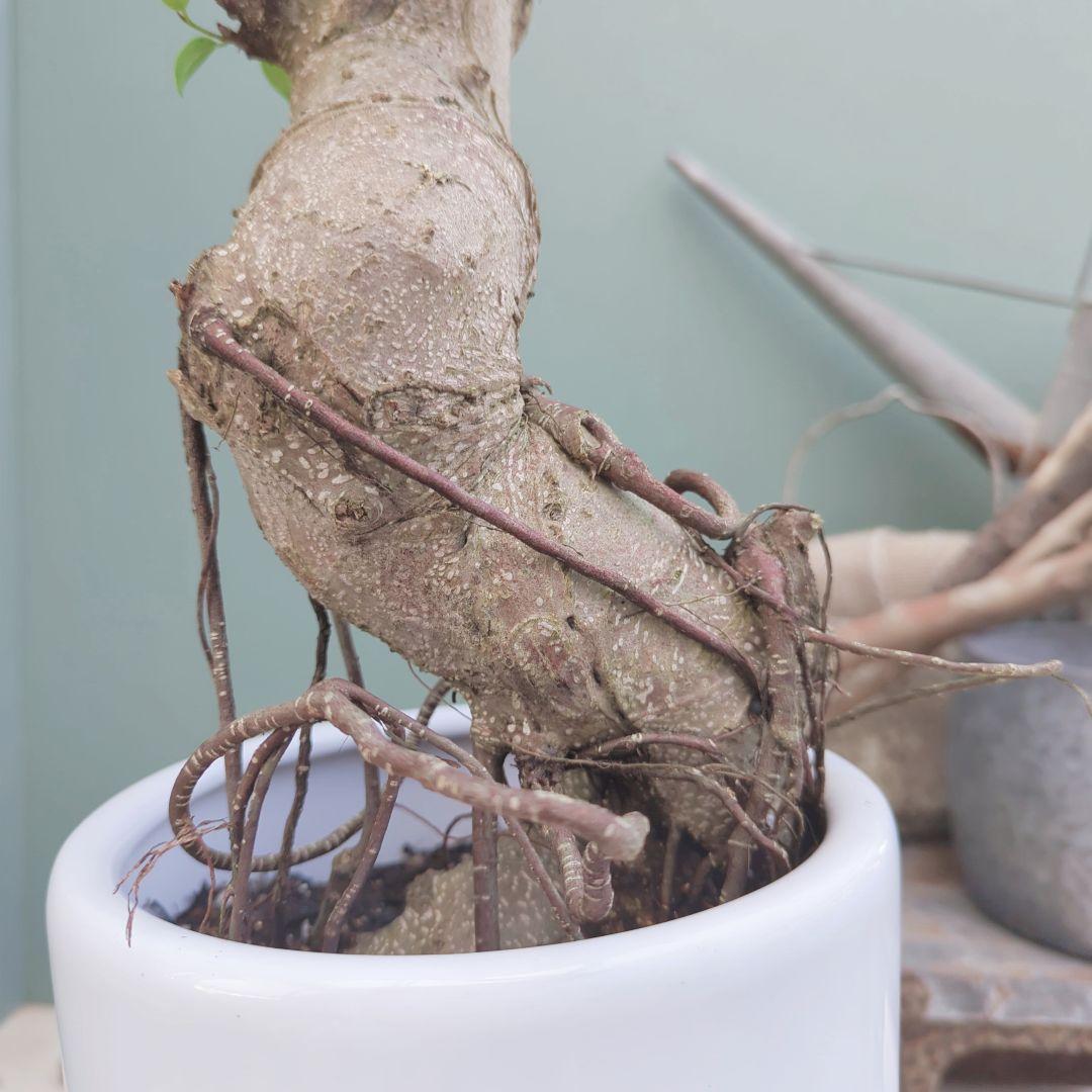 太幹(現品)根上り 曲がりガジュマル 昇り龍 登り 曲線７号