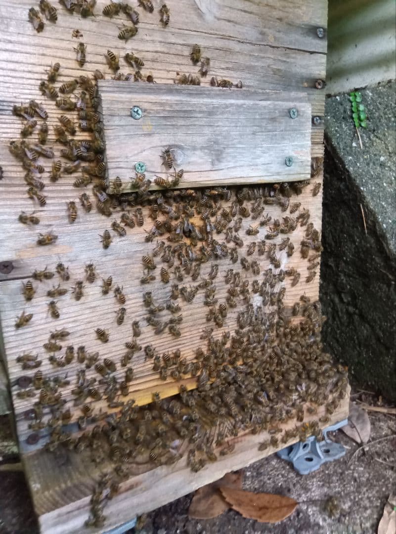 ニホンミツバチはちみつ南国土佐の百花蜜2400g　 無添加、無加工