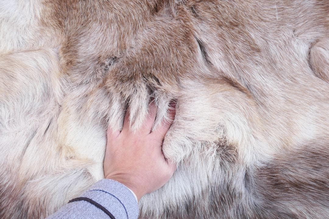 トナカイ　B級品　毛皮　ラグ　敷物　キャンプ　ブッシュクラフト