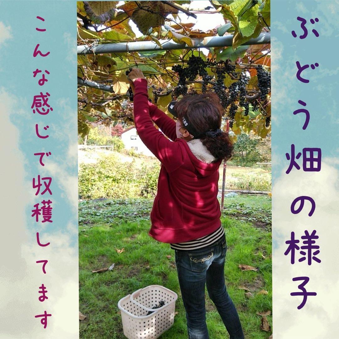 現在糖度20！もぎたてをお届け！スーパーフルーツ山葡萄10kg