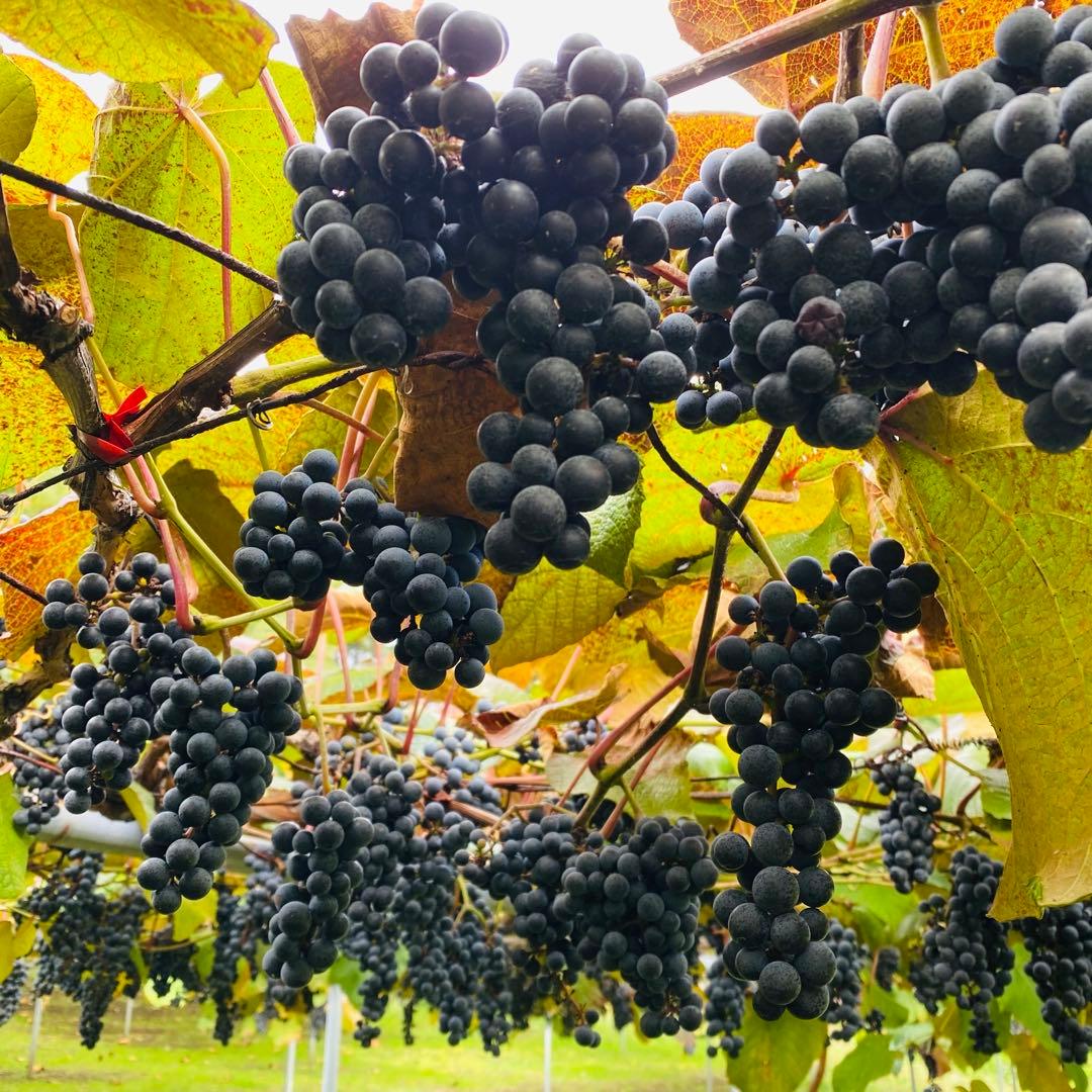 現在糖度20！もぎたてをお届け！スーパーフルーツ山葡萄10kg