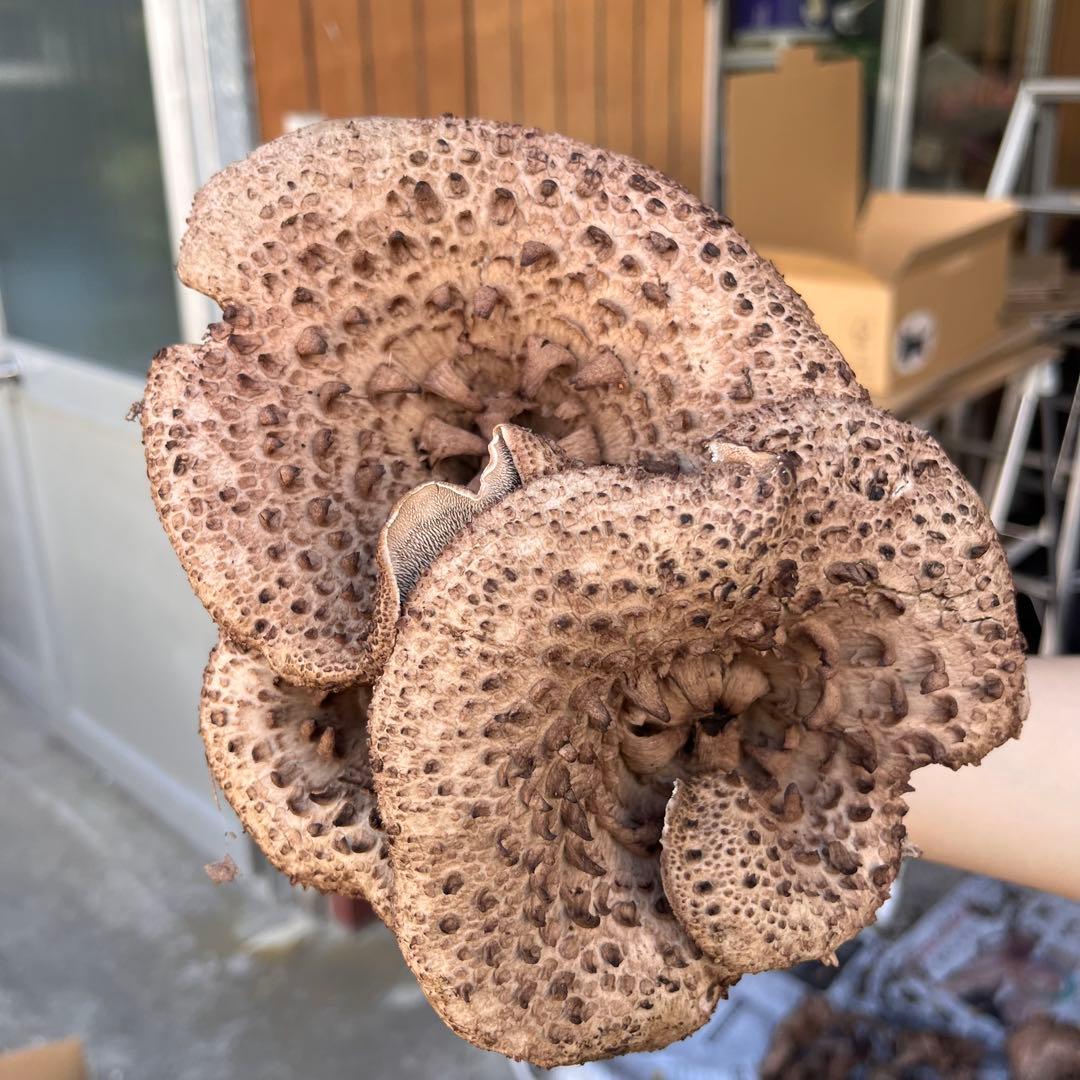 天然香茸‼️広島産　1.0kg 10月12日採りたて　コウタケ　香茸　松茸