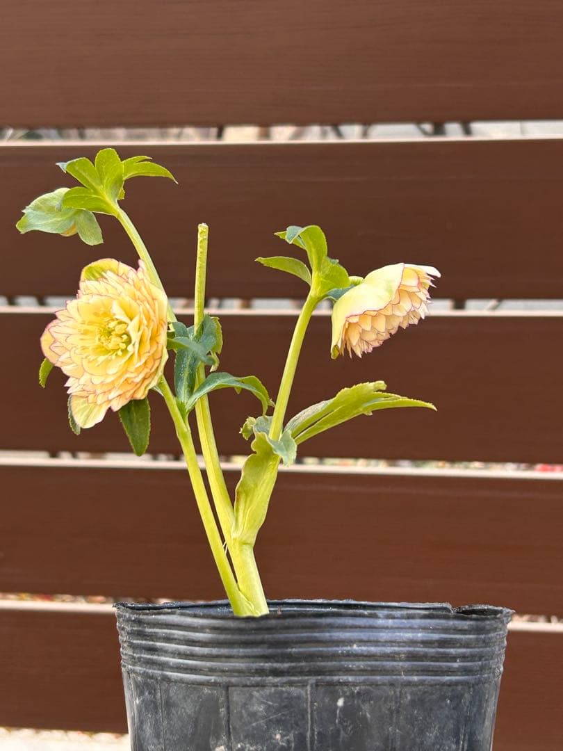 本日発送　アンティークアフロメビウス交配　イエローアフロディーテピコティ