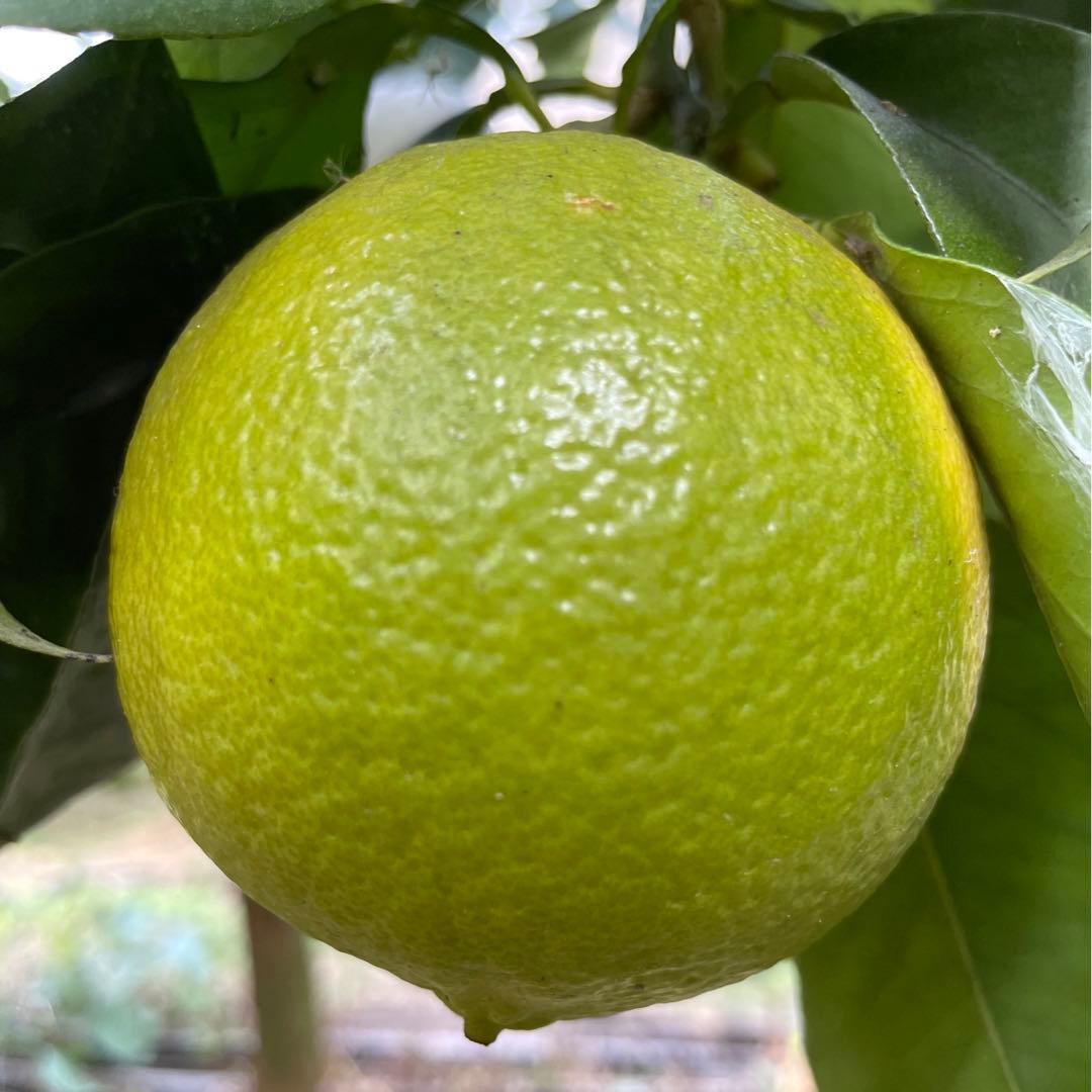 1国産ベルガモットオレンジ果実香りが強い露地栽培約:9k A品【一部分B品含む】