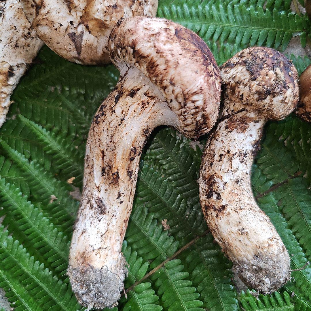 広島県産 松茸 203g