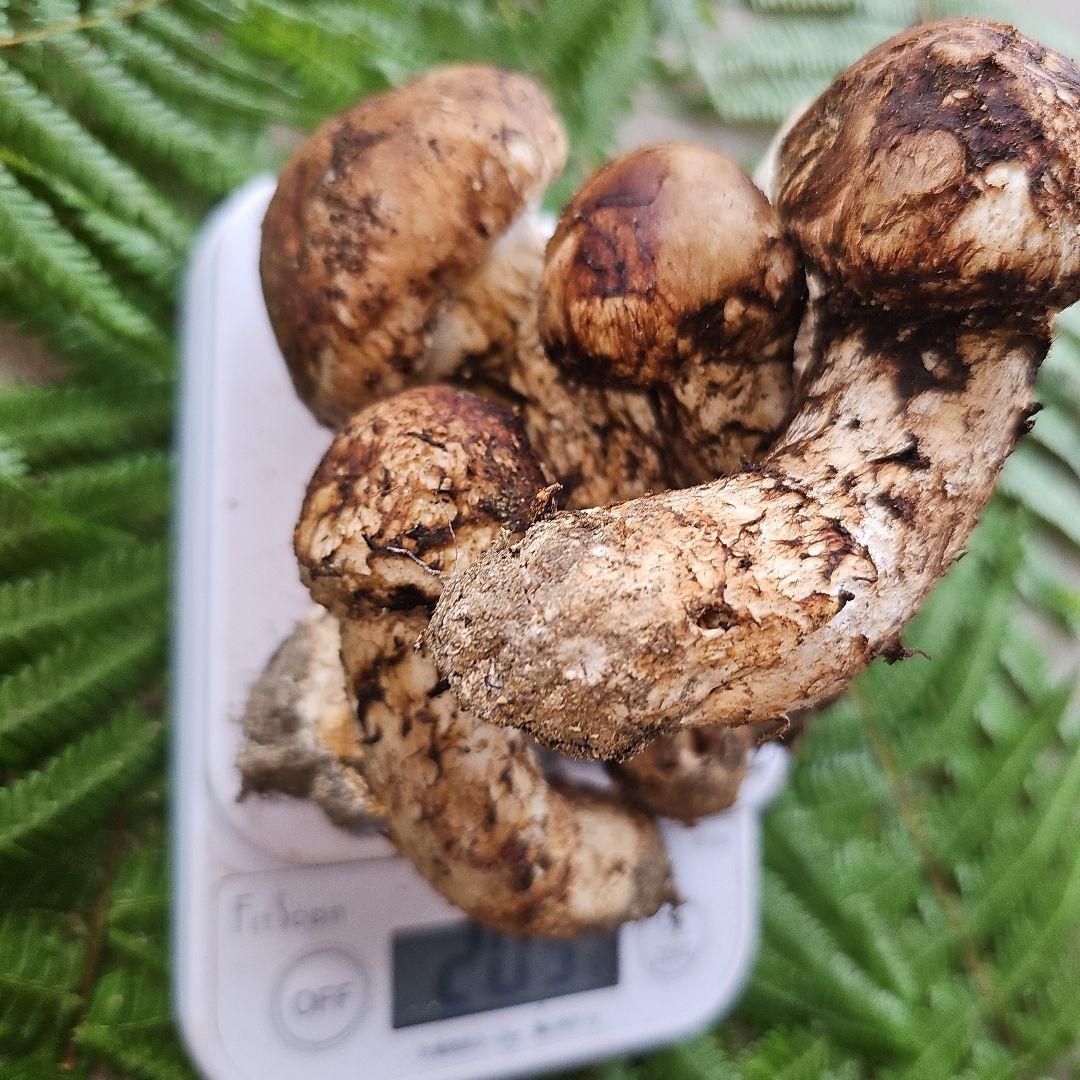 広島県産 松茸 203g