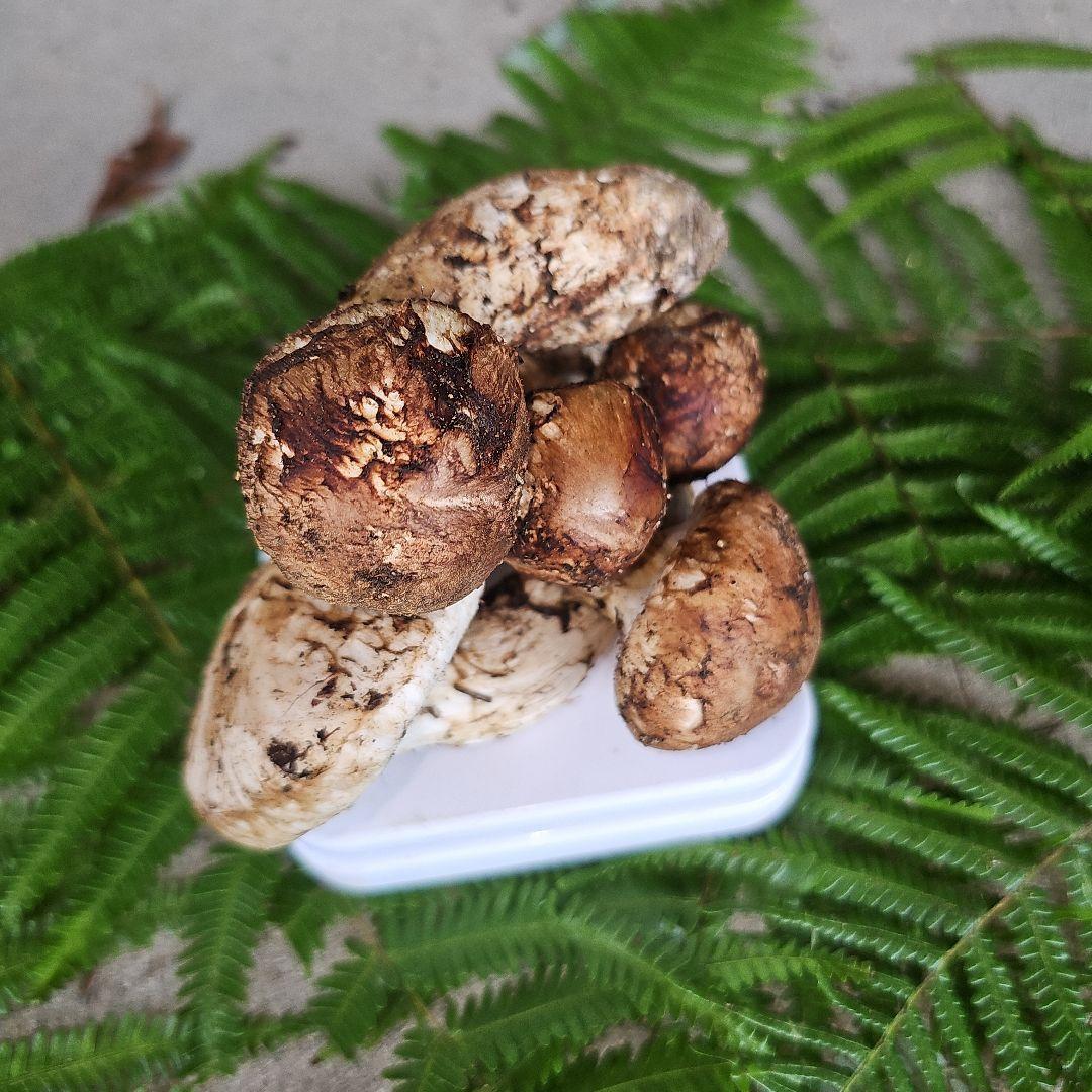 広島県産 松茸 203g