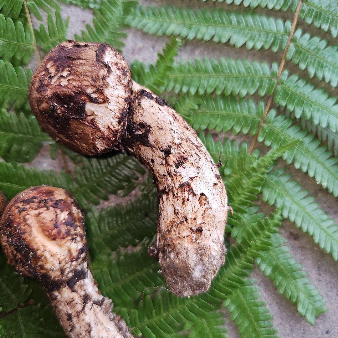 広島県産 松茸 203g