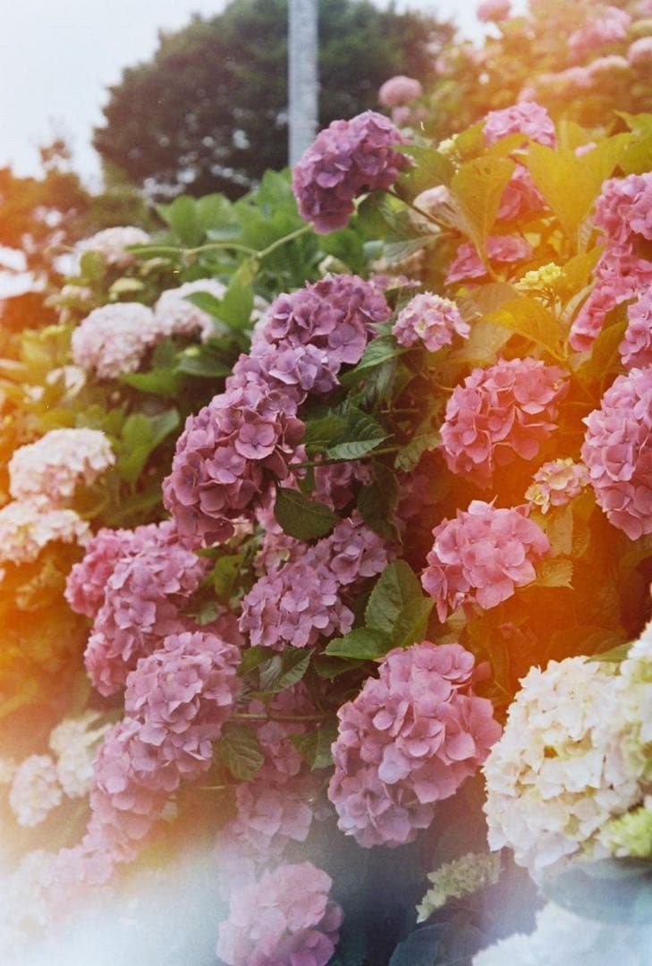 OLYMPUS PEN F PEN-FT フィルムカメラ