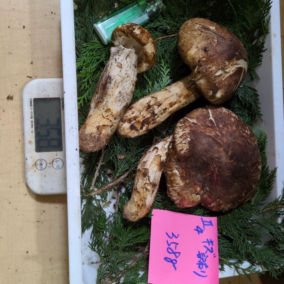 和歌山松茸 新鮮朝市　キズ物訳有り品　358㌘