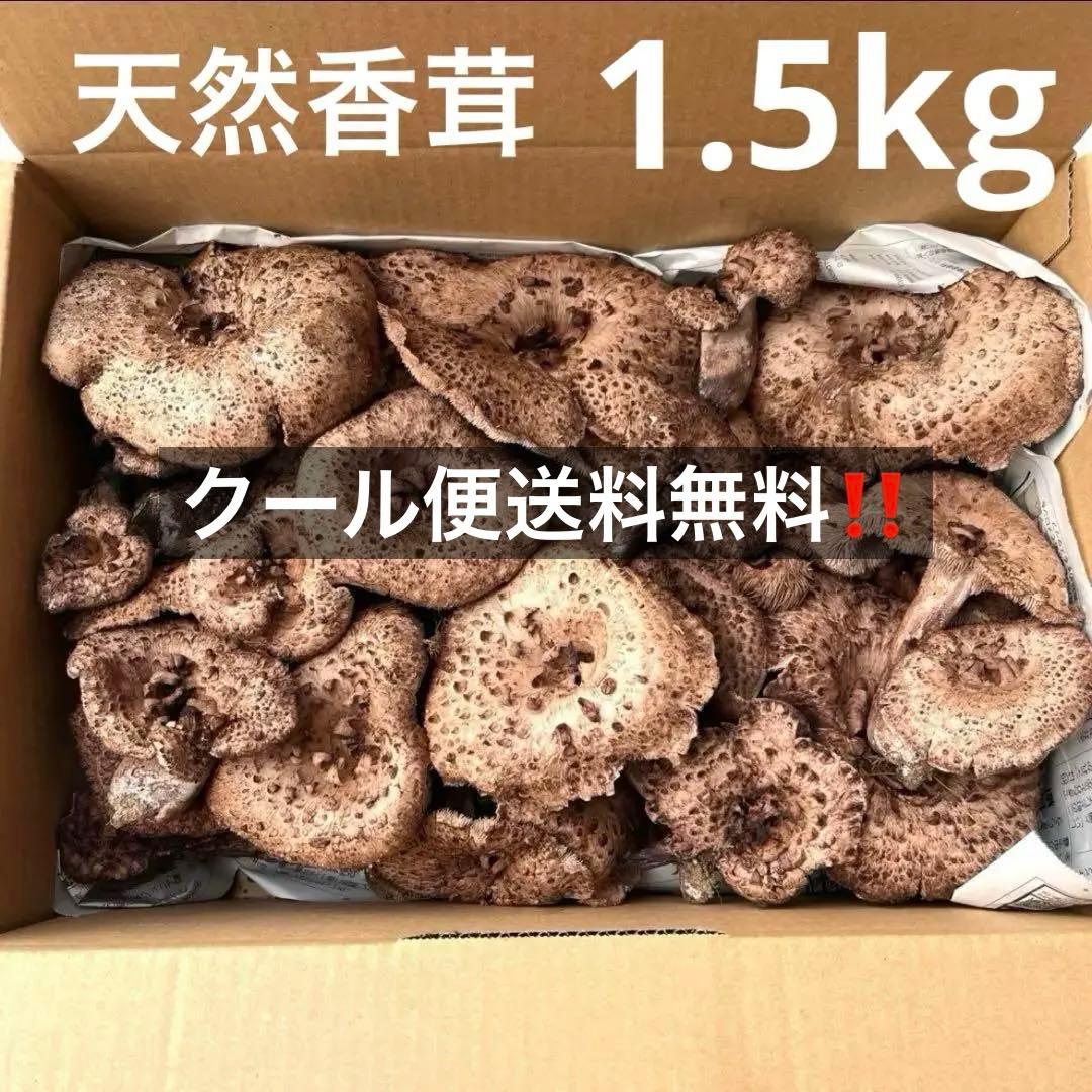 天然香茸‼️広島産　1.5kg 10月12日採りたて　コウタケ　香茸　松茸③