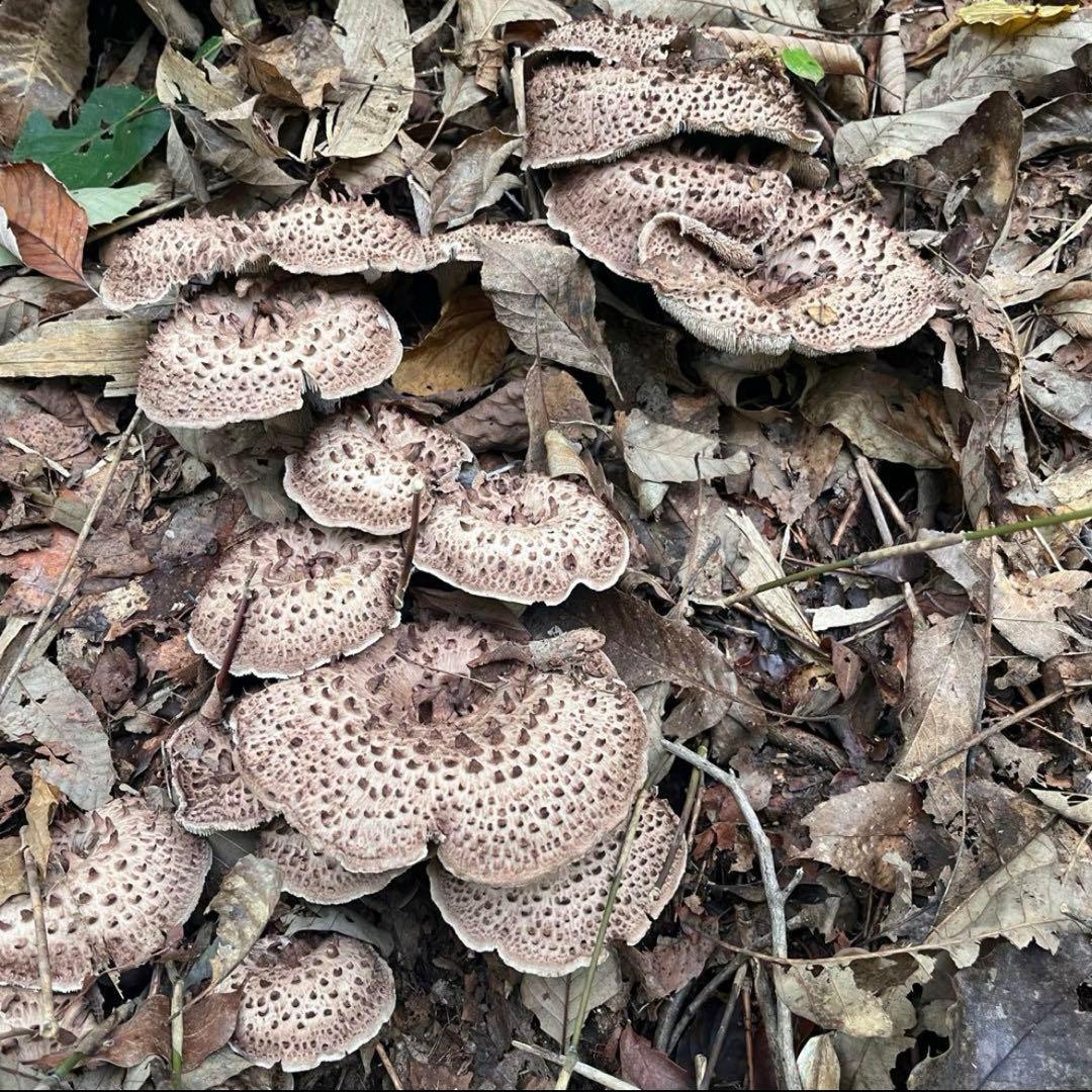 天然香茸‼️広島産　1.5kg 10月12日採りたて　コウタケ　香茸　松茸③