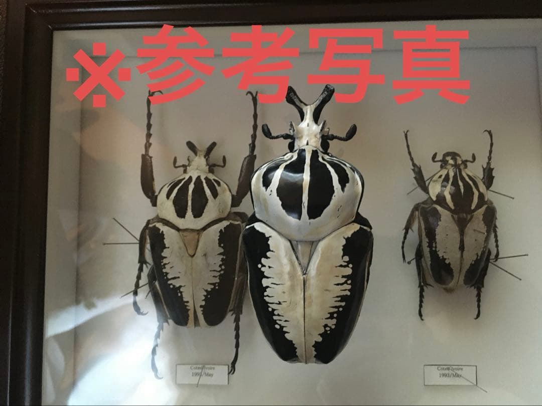 標本/ゴライアスオオツノハナムグリ/ゴライアスオリエンタリス/フィギュア付