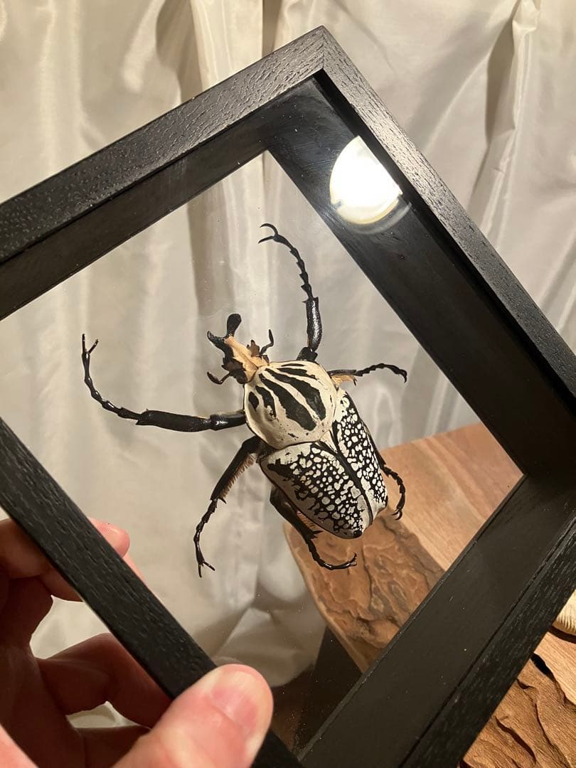 標本/ゴライアスオオツノハナムグリ/ゴライアスオリエンタリス/フィギュア付