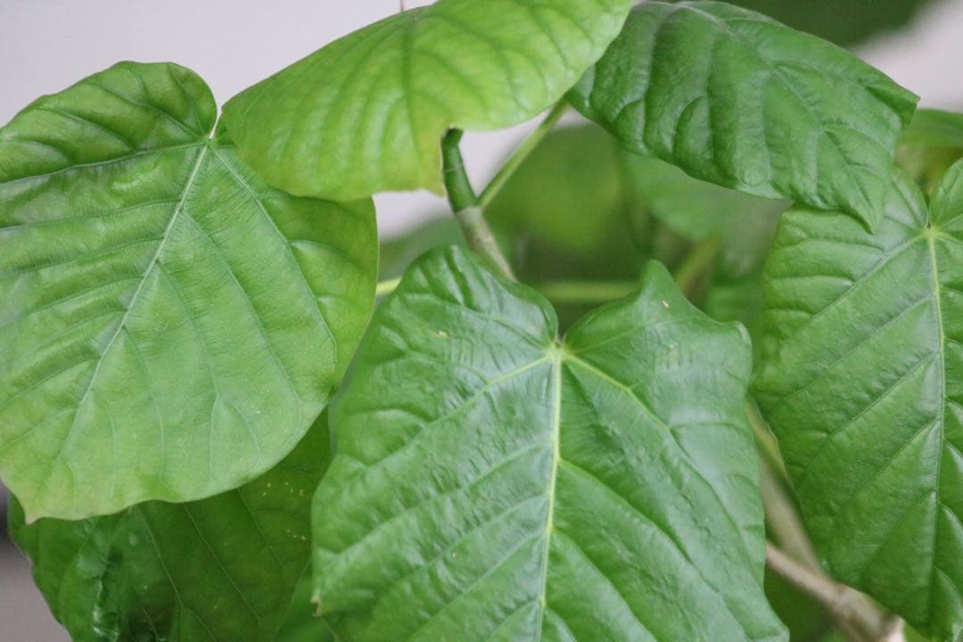 02❤️美品入荷❤️Canon 75-300mm Canon 望遠レンズ