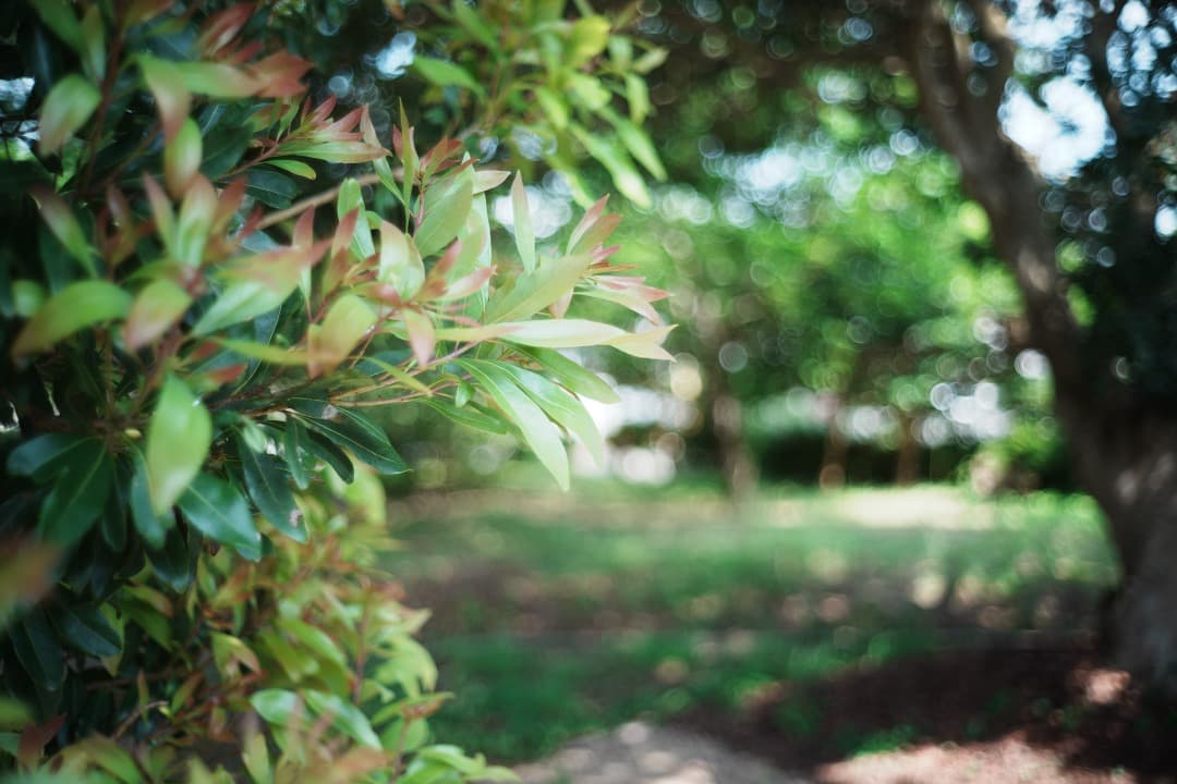 【ライカ】動作◎ Minolta M-ROKKOR 40mm F2 292