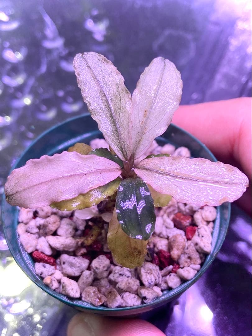 ブセファランドラ sp, ピンクバリエガータ 水上葉