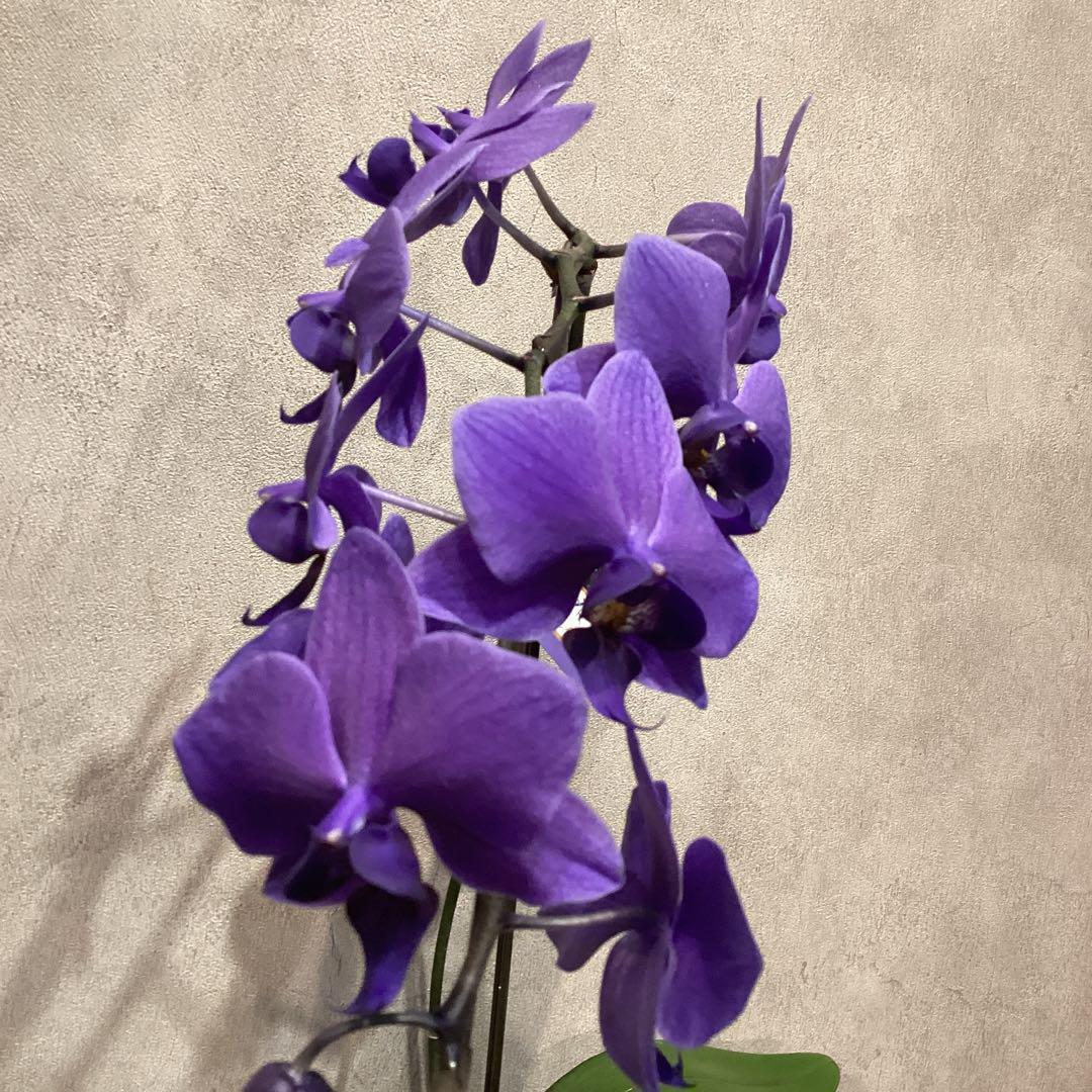 年末SALE❗️入荷少なめです❗️超希少❗️胡蝶蘭❤️ブルージーン　1本立