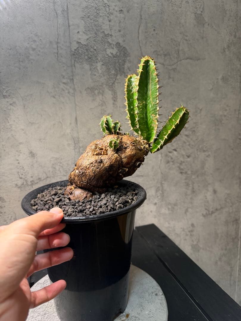 ユーフォルビア ムランジーナ　珍株　発根確認済