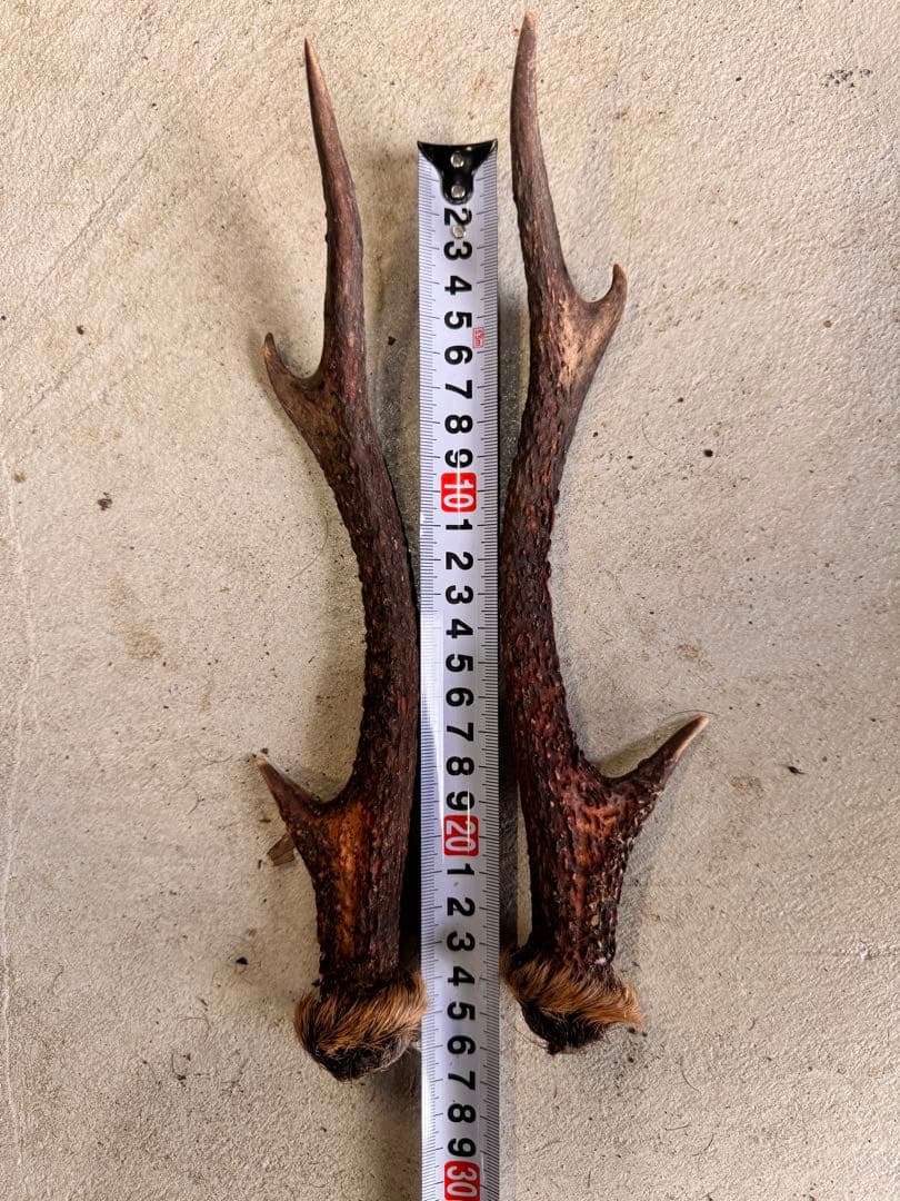 日本鹿の角 10対(20本セット) No.3