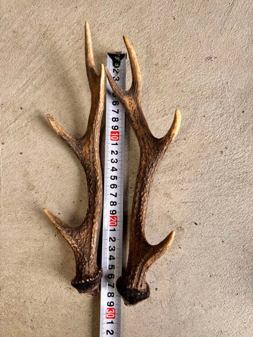 日本鹿の角 10対(20本セット) No.3