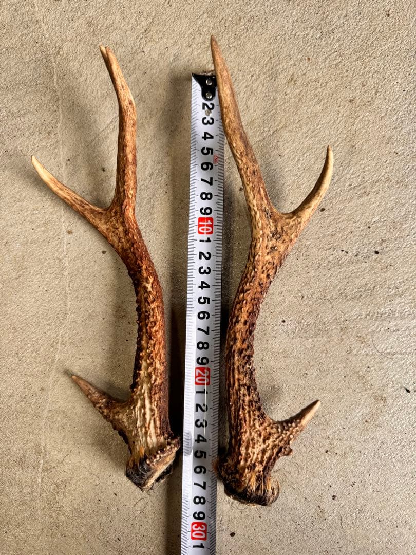 日本鹿の角 10対(20本セット) No.3