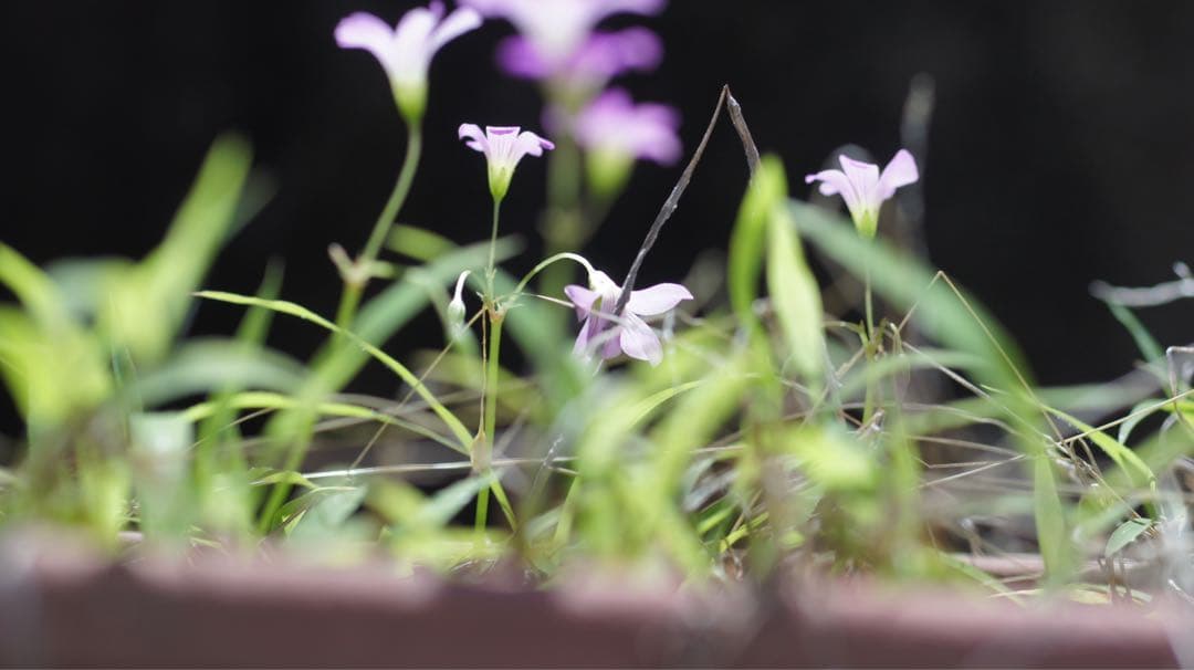 ■ 単焦点　Nikon Ai-s Micro NIKKOR 105mm F2.8