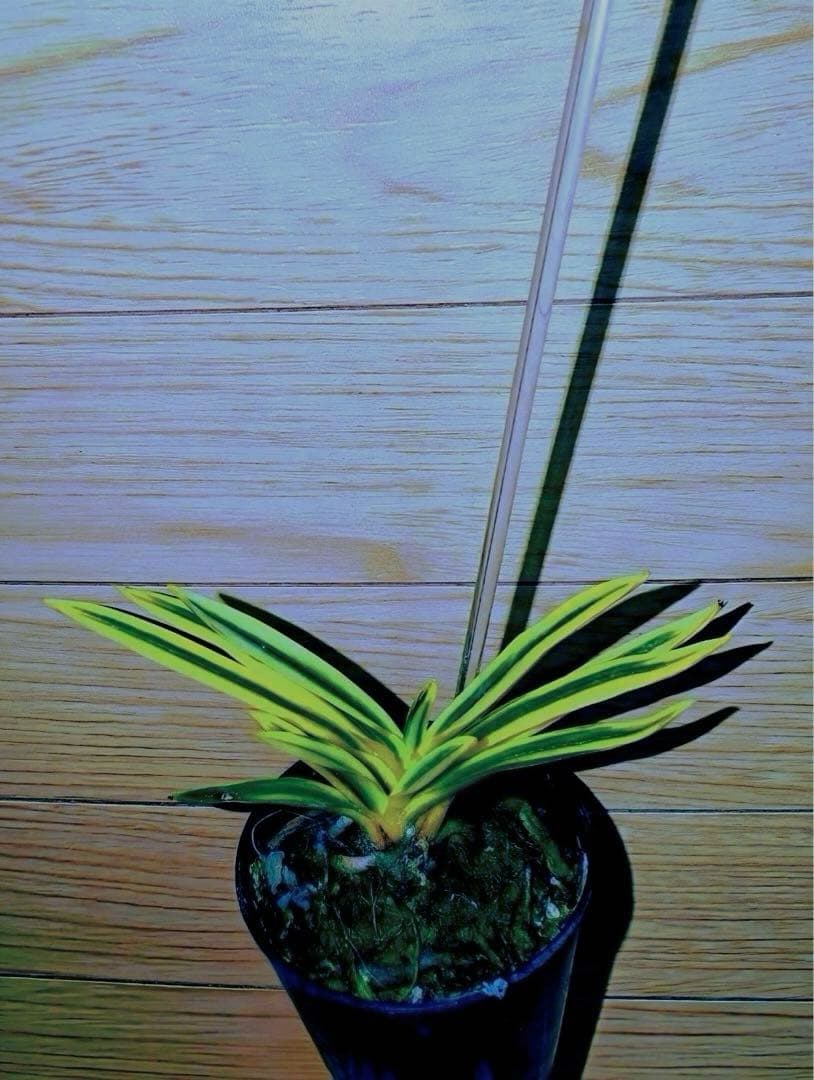 【年末特価品】富貴蘭「super八洲の月」