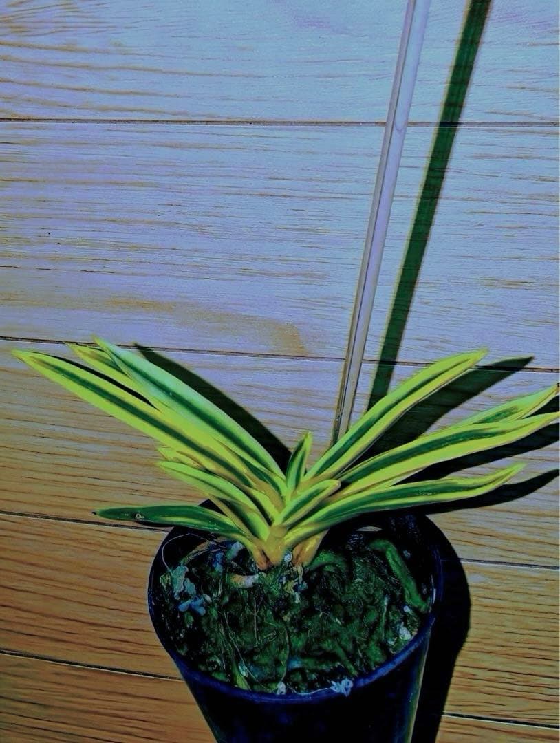 【年末特価品】富貴蘭「super八洲の月」