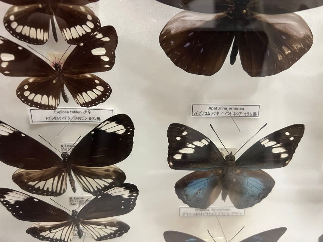 蝶　標本