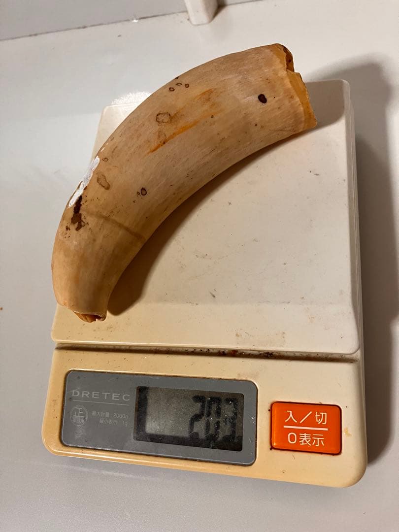 マッコウクジラ　歯　318g