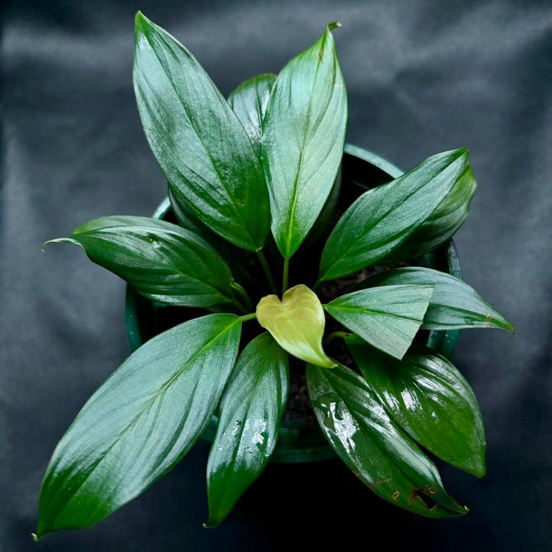 ホマロメナ Rec172 正規タグ付き