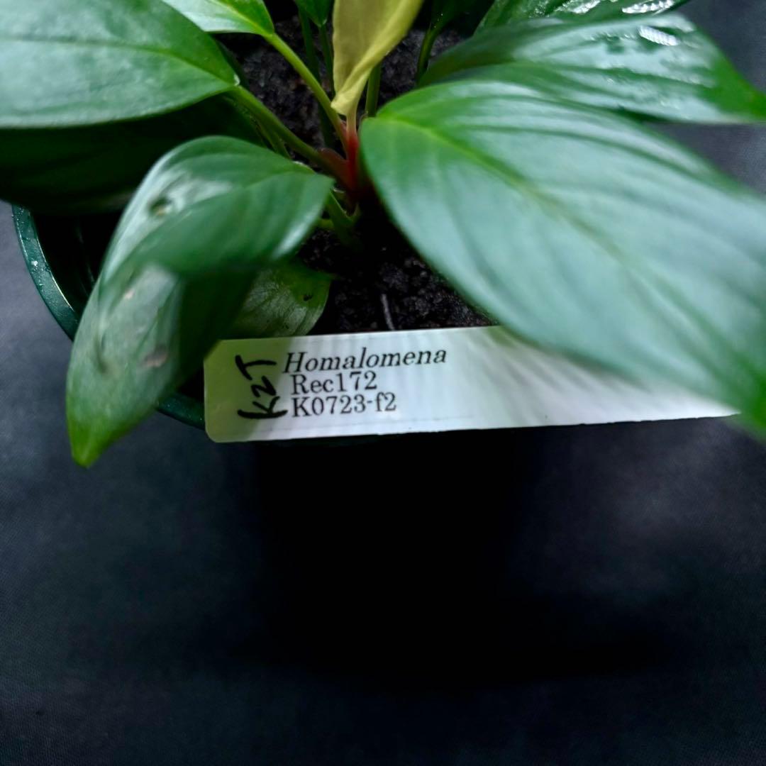 ホマロメナ Rec172 正規タグ付き