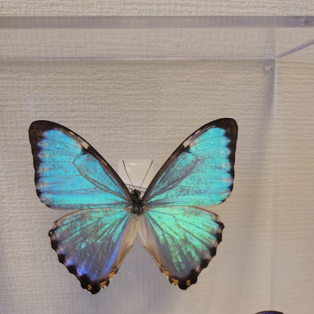 蝶の標本　宝石が舞うジャングル(SPECIAL)