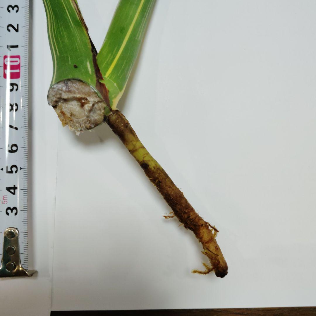 け*ん様 希少 モンステラ デリシオーサ スターライト トップ カット