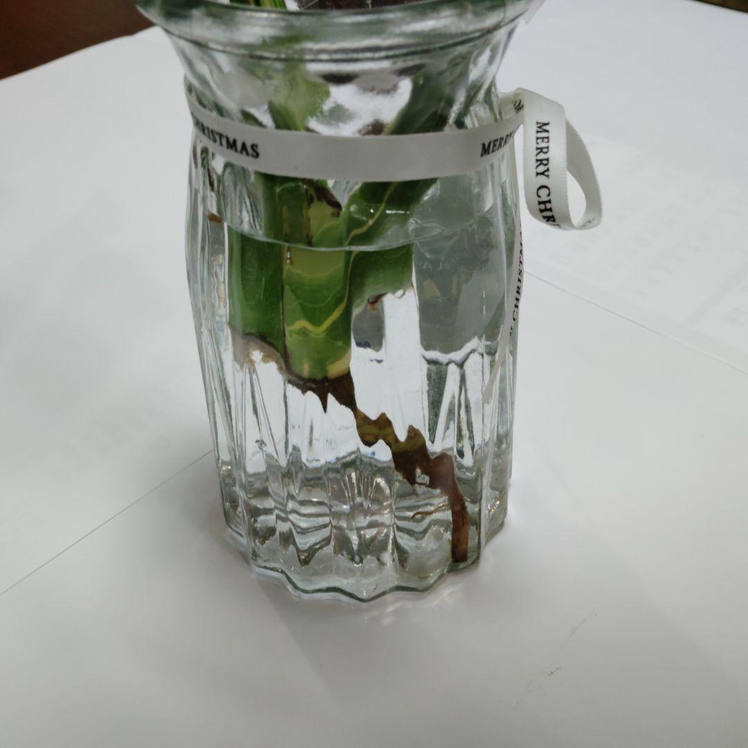 け*ん様 希少 モンステラ デリシオーサ スターライト トップ カット