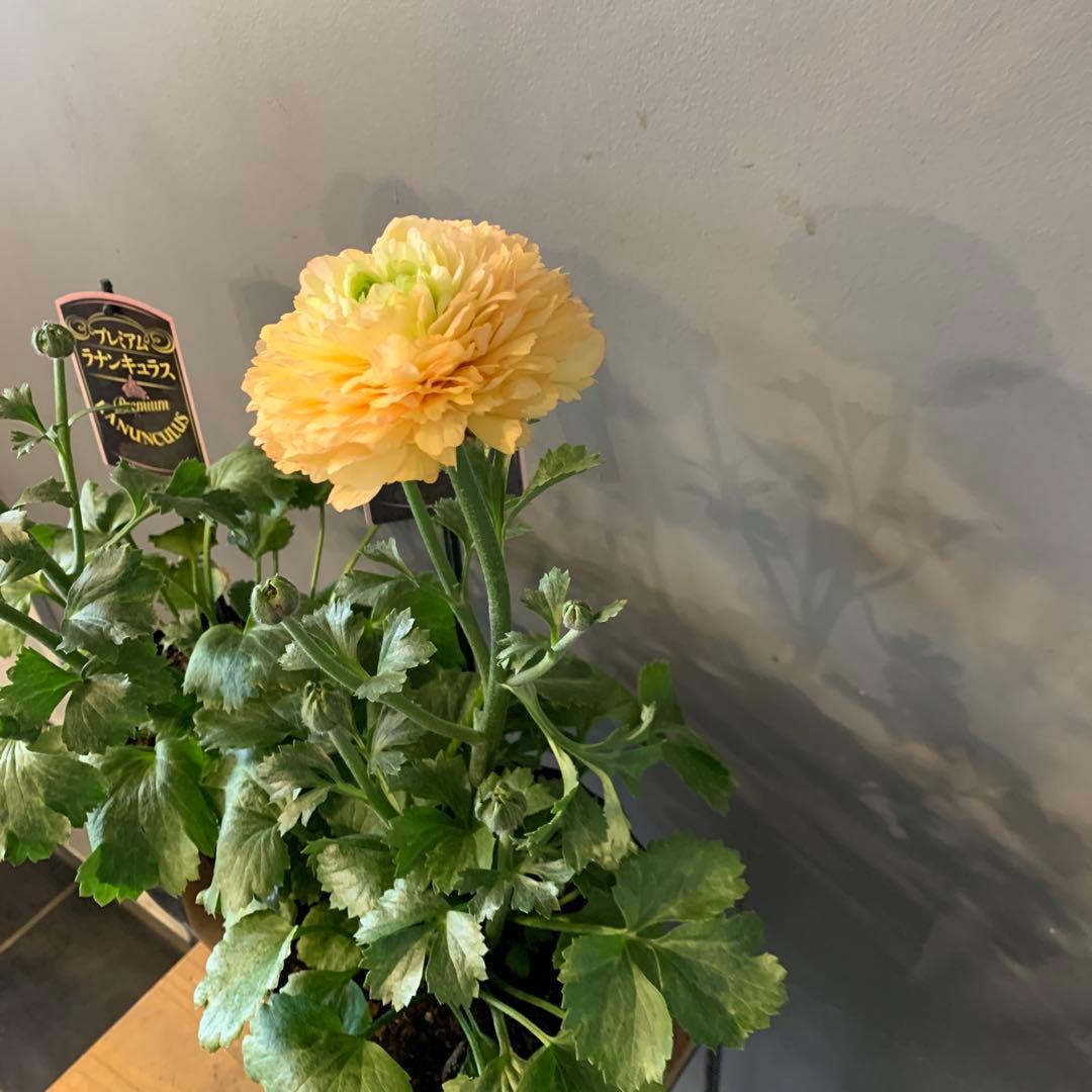 専用　ラナンキュラス プレミアム サクセス トアレグ 2個セット