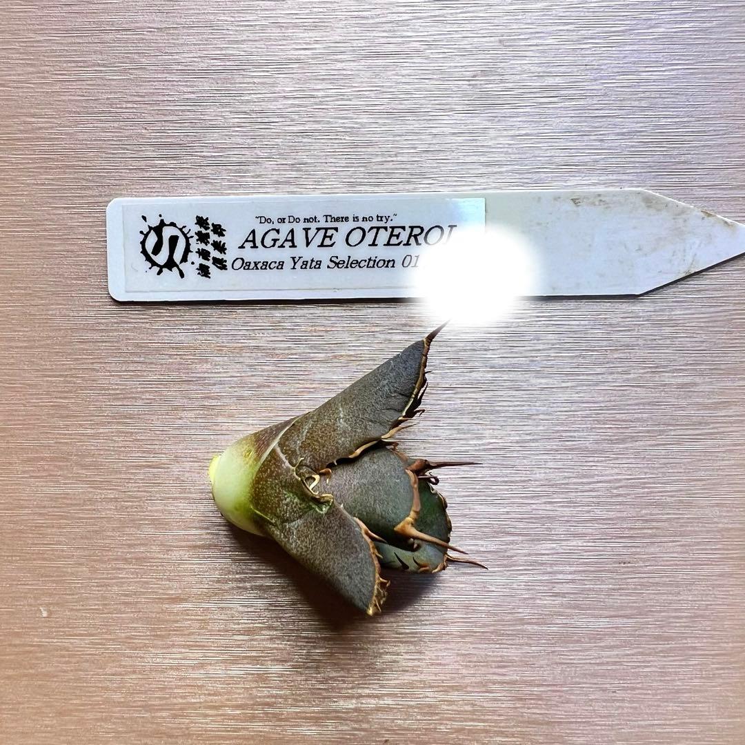 オアハカ　オテロイ　子株