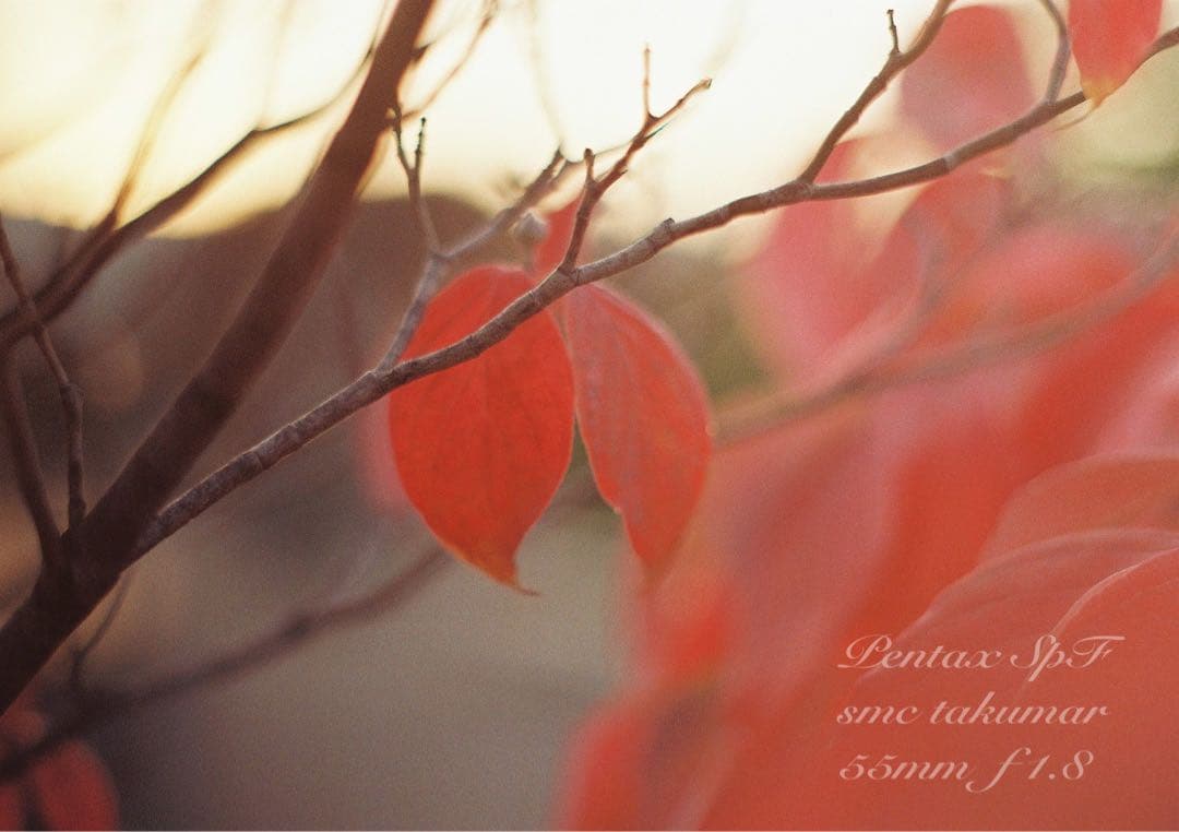 pentax spf/smcタクマー f1.8★完動品＊初期保証＊作例多数