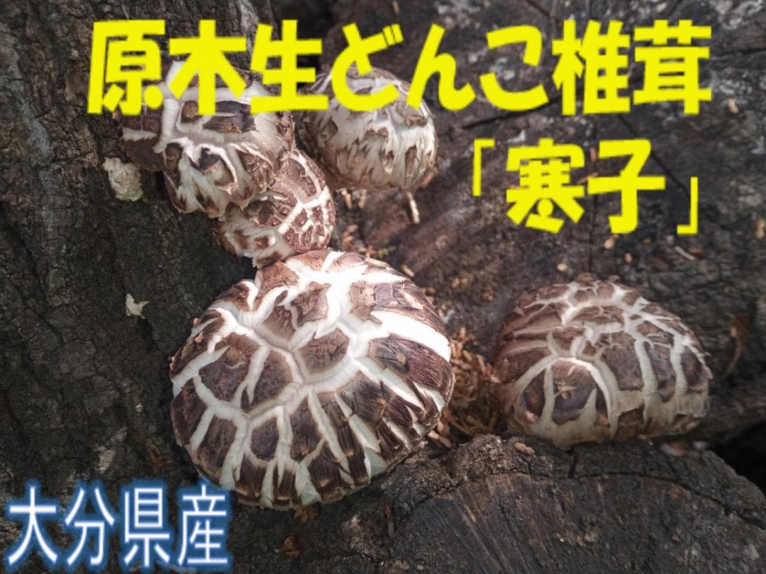 bullymolersさまご予約専用 大分県特産 生どんこ椎茸「秋子」