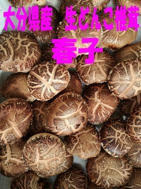 bullymolersさまご予約専用 大分県特産 生どんこ椎茸「秋子」