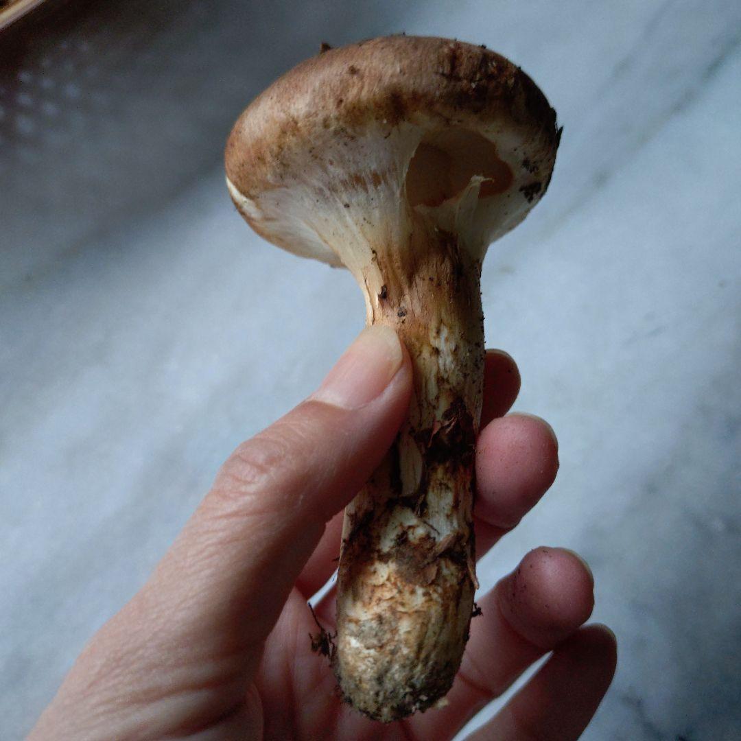 採れました　10/21 南信州産 松茸 150g 17:30まで