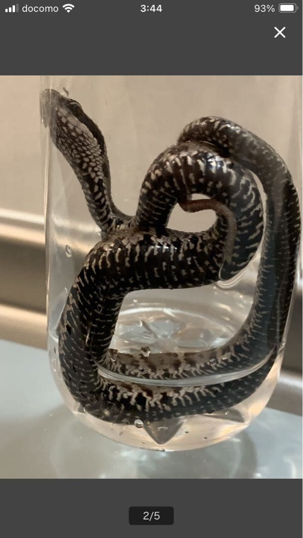 希少　マムシ8匹入り 八塩折酒 めいり