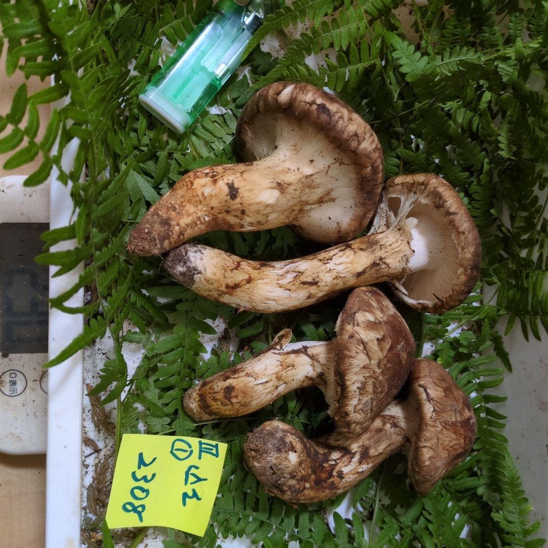 和歌山松茸 新鮮朝市　込み込み　230㌘