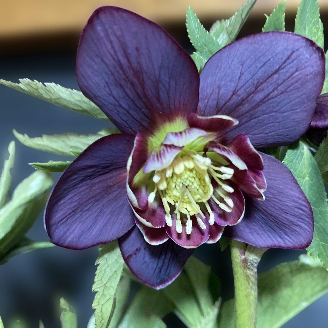 まいさん専用３点おまとめ 分割 クリスマスローズ若泉ファーム雅