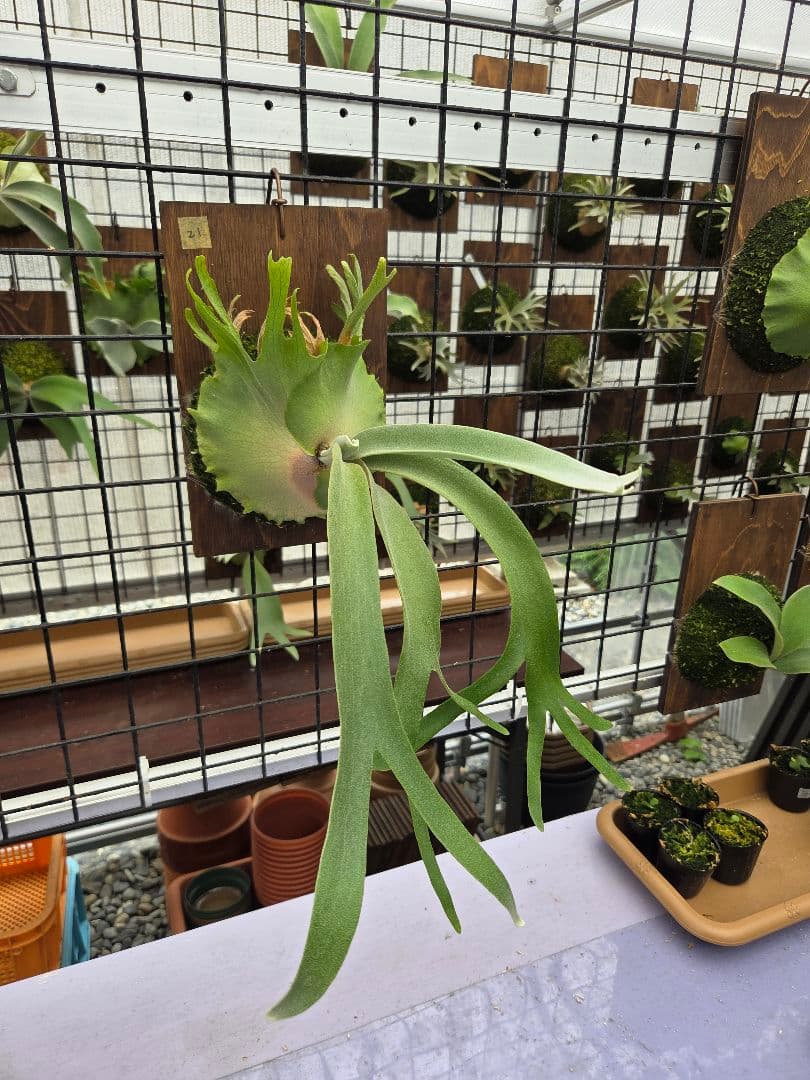 ビカクシダ ピノキオ spore 21