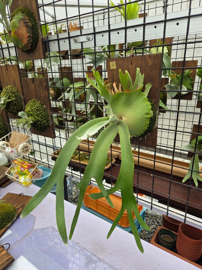 ビカクシダ ピノキオ spore 21