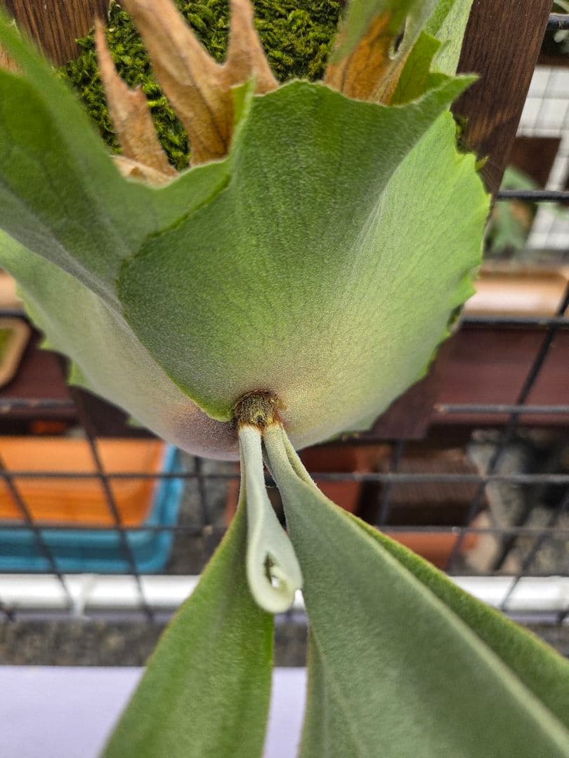 ビカクシダ ピノキオ spore 21